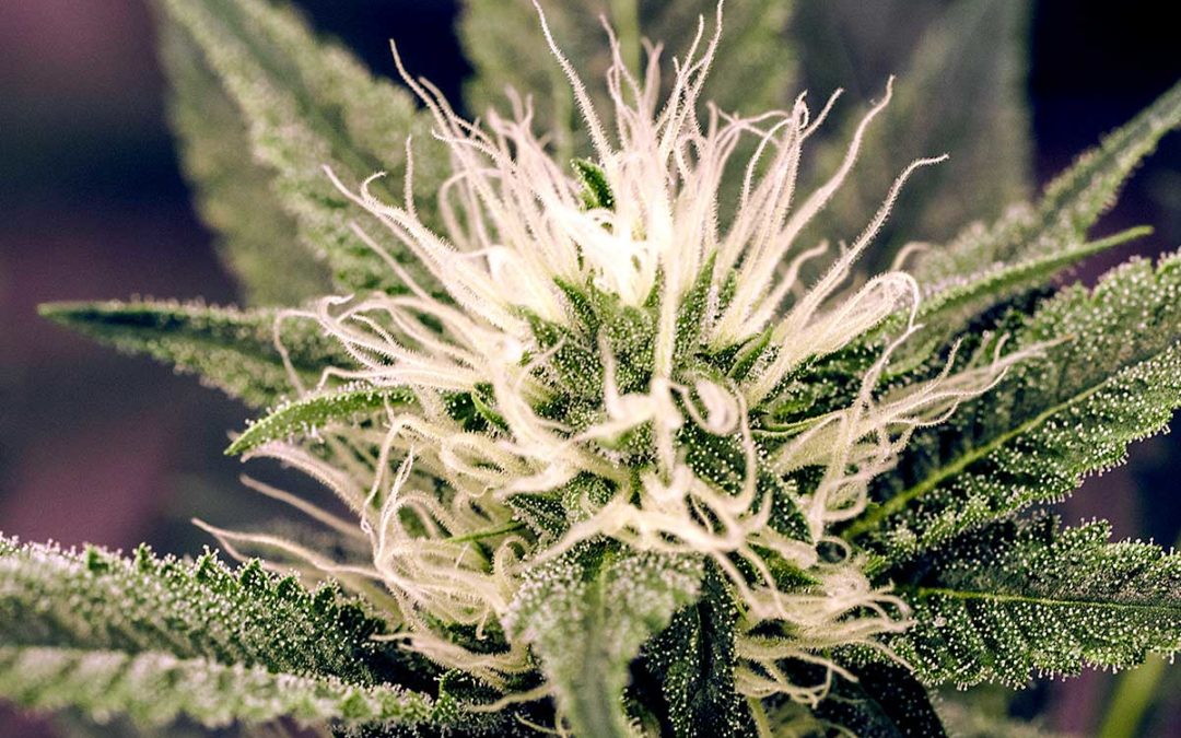 Determining the Differences Between Cannabis and CBD Hemp Flower