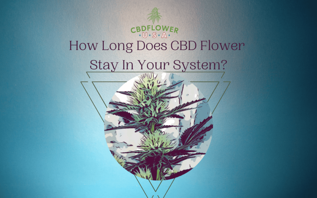 How Long Does CBD Flower Stay In Your System?