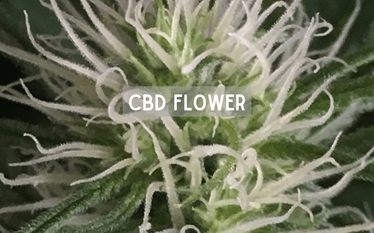 CBD Flower Stay In Your System, How Long Does CBD Flower Stay In Your System?