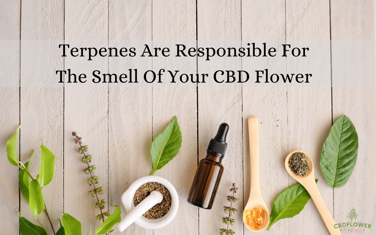 what does cbd flower smell like, What Does CBD Flower Smell Like?