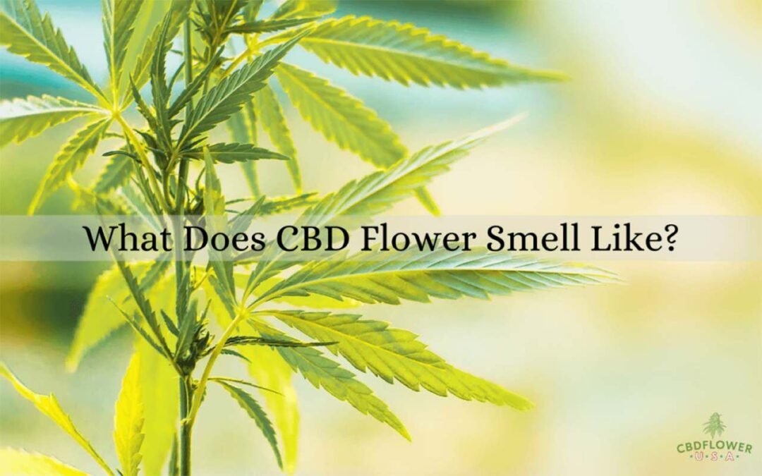 what does cbd flower smell like